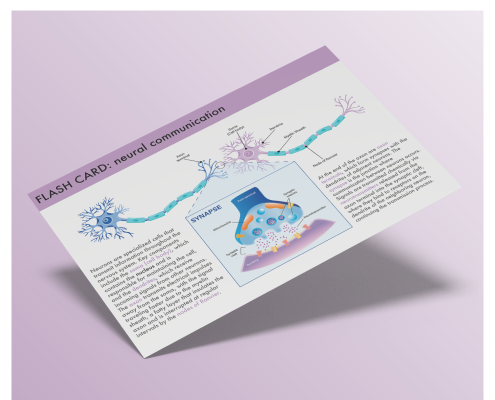 sinapsis-tarjeta-portfolio-495x400